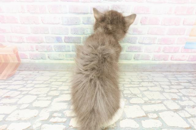東京都のメインクーン (Coo&RIKU秋葉原店/2026年3月7日生まれ/女の子/ブルータビーホワイト)の子猫の4枚目の画像