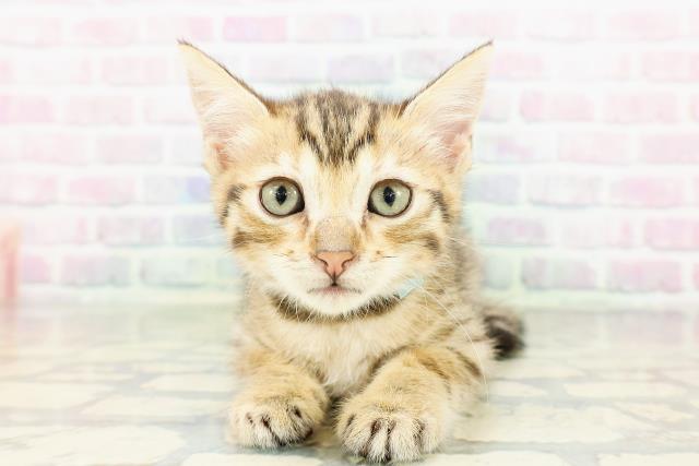 栃木県のジェネッタ (Coo&RIKUFKDインターパーク店/2026年3月3日生まれ/男の子/ブラウンタビー)の子猫の1枚目の画像