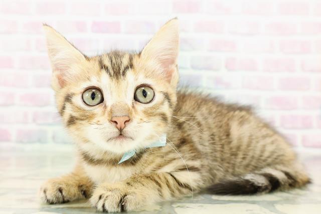 栃木県のジェネッタ (Coo&RIKUFKDインターパーク店/2026年3月3日生まれ/男の子/ブラウンタビー)の子猫の2枚目の画像