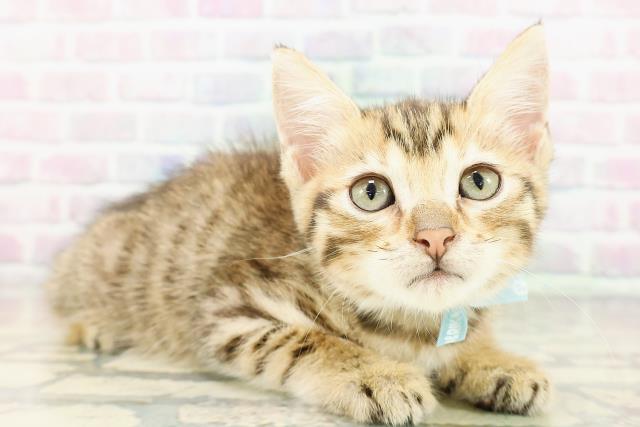 栃木県のジェネッタ (Coo&RIKUFKDインターパーク店/2026年3月3日生まれ/男の子/ブラウンタビー)の子猫の3枚目の画像