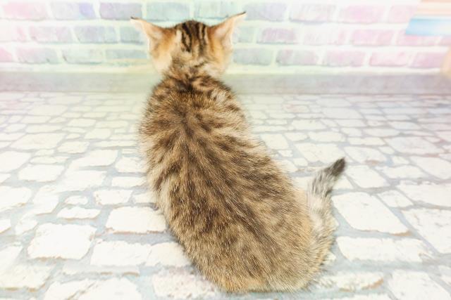 栃木県のジェネッタ (Coo&RIKUFKDインターパーク店/2026年3月3日生まれ/男の子/ブラウンタビー)の子猫の4枚目の画像