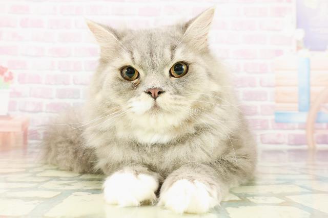 青森県のミヌエット (Coo&RIKU弘前店/2025年8月28日生まれ/男の子/ブルータビーホワイト)の子猫の1枚目の画像