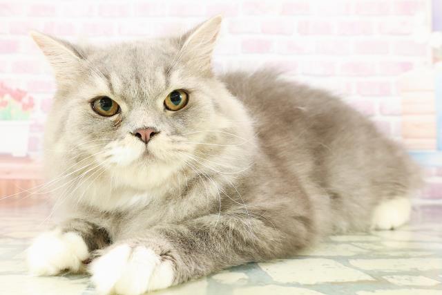 青森県のミヌエット (Coo&RIKU弘前店/2025年8月28日生まれ/男の子/ブルータビーホワイト)の子猫の2枚目の画像