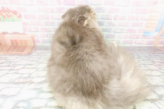 青森県のミヌエット (Coo&RIKU弘前店/2025年8月28日生まれ/男の子/ブルータビーホワイト)の子猫の4枚目の画像