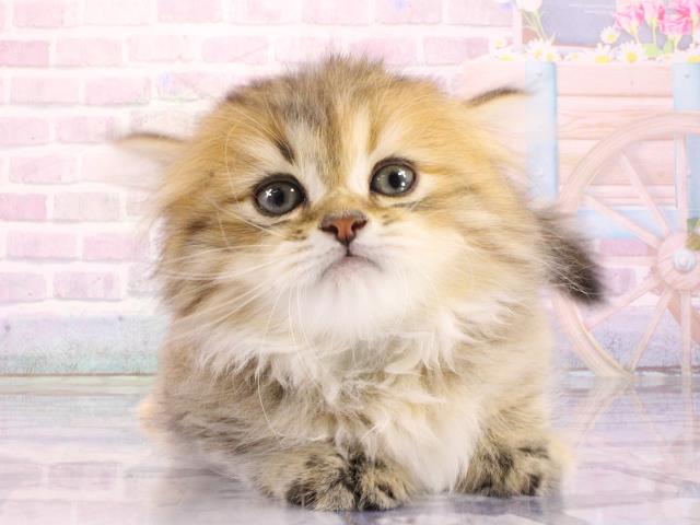 東京都のマンチカン (Coo&RIKU中野サンモール店/2026年3月1日生まれ/女の子/チンチラゴールデン)の子猫の1枚目の画像