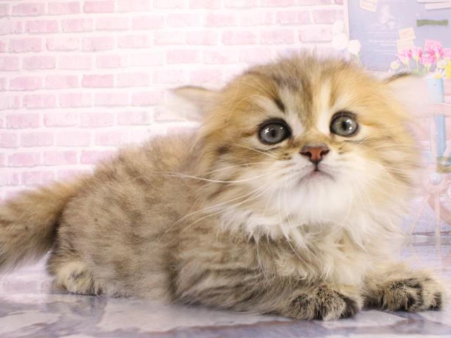 東京都のマンチカン (Coo&RIKU中野サンモール店/2026年3月1日生まれ/女の子/チンチラゴールデン)の子猫の2枚目の画像