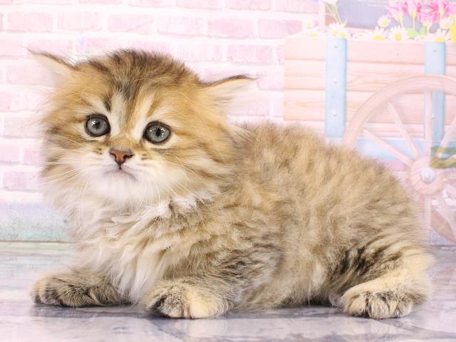 東京都のマンチカン (Coo&RIKU中野サンモール店/2026年3月1日生まれ/女の子/チンチラゴールデン)の子猫の3枚目の画像