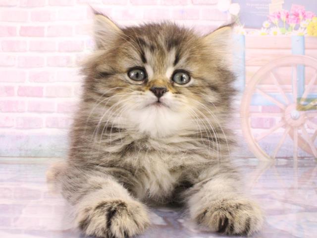 東京都のマンチカン (Coo&RIKU池袋西口店/2026年3月1日生まれ/男の子/チンチラゴールデン)の子猫
