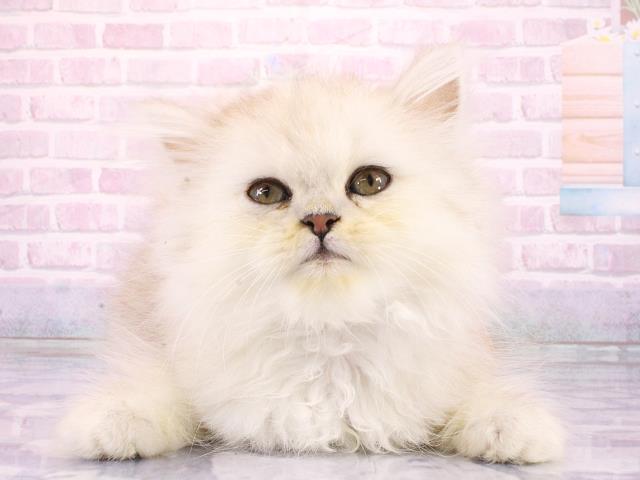 大阪府のミヌエット (Coo&RIKU天王寺店/2026年2月26日生まれ/女の子/シルバータビー)の子猫の1枚目の画像