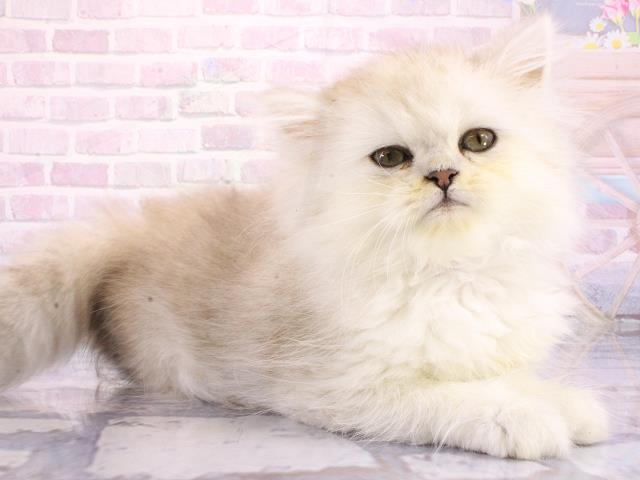 大阪府のミヌエット (Coo&RIKU天王寺店/2026年2月26日生まれ/女の子/シルバータビー)の子猫の2枚目の画像