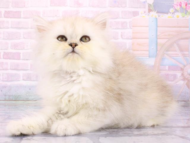 大阪府のミヌエット (Coo&RIKU天王寺店/2026年2月26日生まれ/女の子/シルバータビー)の子猫の3枚目の画像