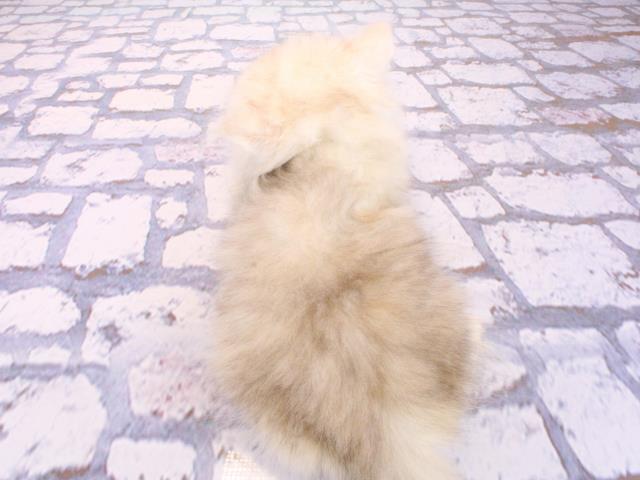 大阪府のミヌエット (Coo&RIKU天王寺店/2026年2月26日生まれ/女の子/シルバータビー)の子猫の4枚目の画像