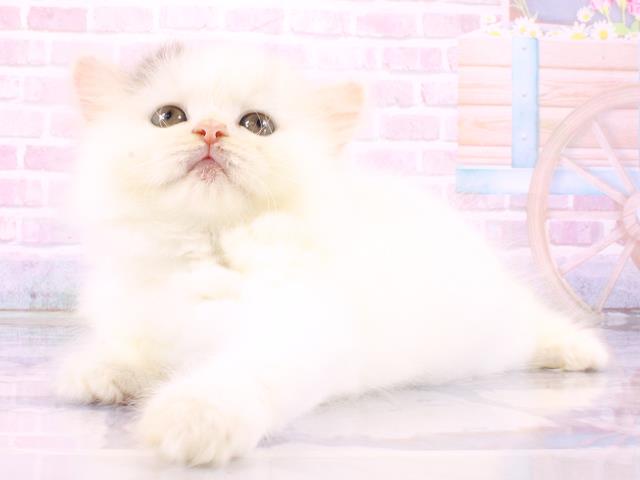 東京都のブリティッシュロングヘアー (Coo&RIKU下北沢店/2026年3月8日生まれ/女の子/ブルーホワイト)の子猫の3枚目の画像
