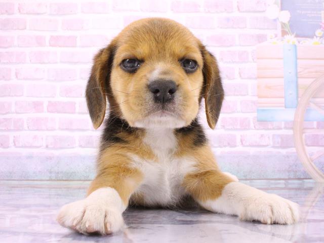 大阪府のビーグル (Coo&RIKU東大阪店/2026年3月8日生まれ/男の子/ブラックタンホワイト)の子犬