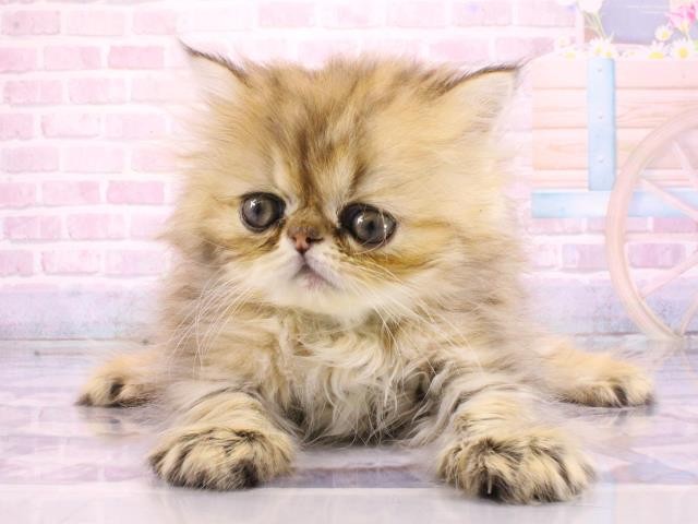 ペルシャ