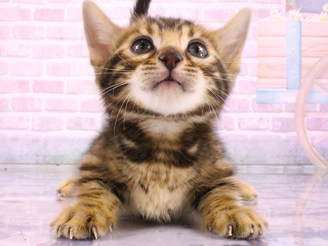 ジェネッタ