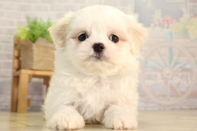 愛知県のマルチーズ (Coo&RIKU瀬港線守山店/2026年3月2日生まれ/男の子/ホワイト)の子犬の1枚目の画像