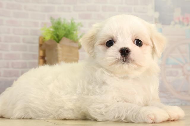 愛知県のマルチーズ (Coo&RIKU瀬港線守山店/2026年3月2日生まれ/男の子/ホワイト)の子犬の2枚目の画像