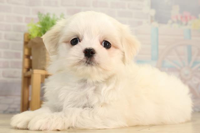 愛知県のマルチーズ (Coo&RIKU瀬港線守山店/2026年3月2日生まれ/男の子/ホワイト)の子犬の3枚目の画像