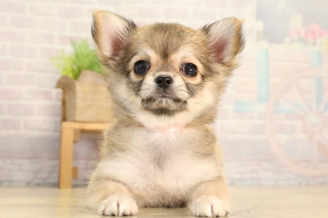 愛知県のチワワ(ロング) (Coo&RIKU豊橋店/2026年3月8日生まれ/男の子/フォーンホワイト)の子犬の1枚目の画像