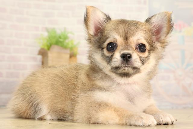愛知県のチワワ(ロング) (Coo&RIKU豊橋店/2026年3月8日生まれ/男の子/フォーンホワイト)の子犬の2枚目の画像