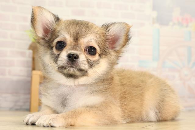 愛知県のチワワ(ロング) (Coo&RIKU豊橋店/2026年3月8日生まれ/男の子/フォーンホワイト)の子犬の3枚目の画像