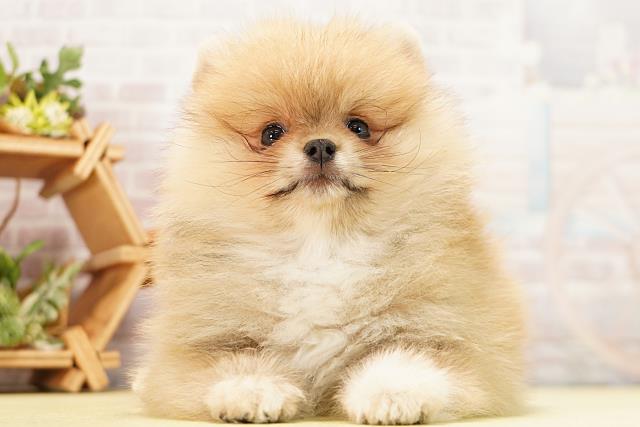 愛知県のポメラニアン (Coo&RIKU豊田店/2026年3月5日生まれ/男の子/クリームセーブル)の子犬の1枚目の画像