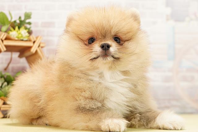 愛知県のポメラニアン (Coo&RIKU豊田店/2026年3月5日生まれ/男の子/クリームセーブル)の子犬の2枚目の画像