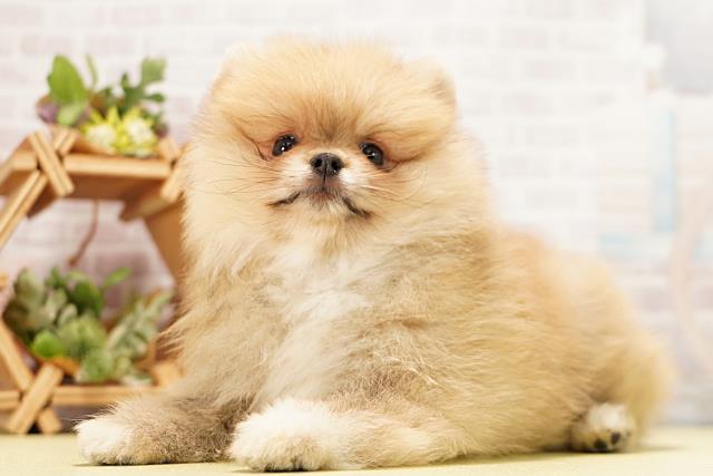愛知県のポメラニアン (Coo&RIKU豊田店/2026年3月5日生まれ/男の子/クリームセーブル)の子犬の3枚目の画像