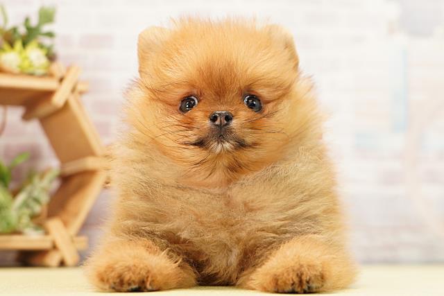 愛知県のポメラニアン (Coo&RIKU東海店/2026年3月5日生まれ/女の子/オレンジセーブル)の子犬の1枚目の画像