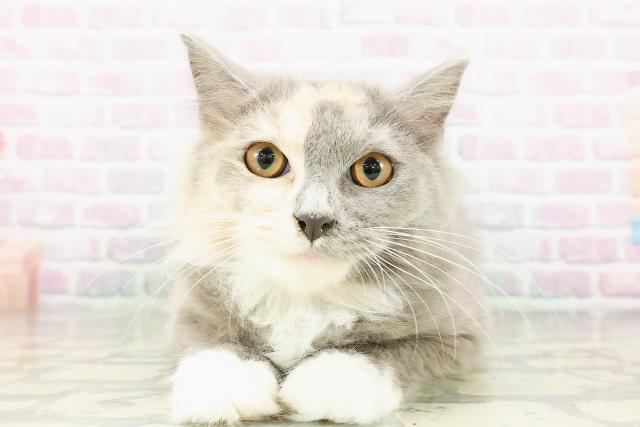 山形県のラガマフィン (Coo&RIKU山形店/2025年12月3日生まれ/女の子/ブルークリームホワイト)の子猫の1枚目の画像
