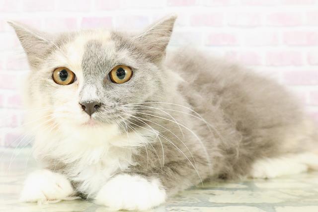 山形県のラガマフィン (Coo&RIKU山形店/2025年12月3日生まれ/女の子/ブルークリームホワイト)の子猫の2枚目の画像
