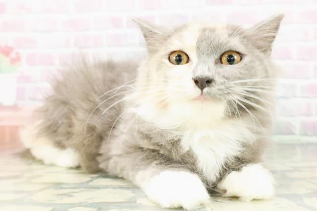 山形県のラガマフィン (Coo&RIKU山形店/2025年12月3日生まれ/女の子/ブルークリームホワイト)の子猫の3枚目の画像