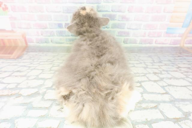 山形県のラガマフィン (Coo&RIKU山形店/2025年12月3日生まれ/女の子/ブルークリームホワイト)の子猫の4枚目の画像