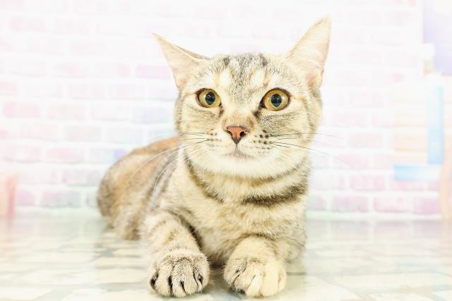青森県のマンチカン (Coo&RIKU八戸店/2025年10月27日生まれ/女の子/ブラウンパッチドタビー)の子猫