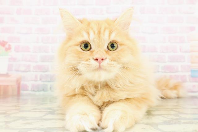 神奈川県のサイベリアン (Coo&RIKUパウ川崎店/2025年12月15日生まれ/男の子/レッドタビー)の子猫の1枚目の画像
