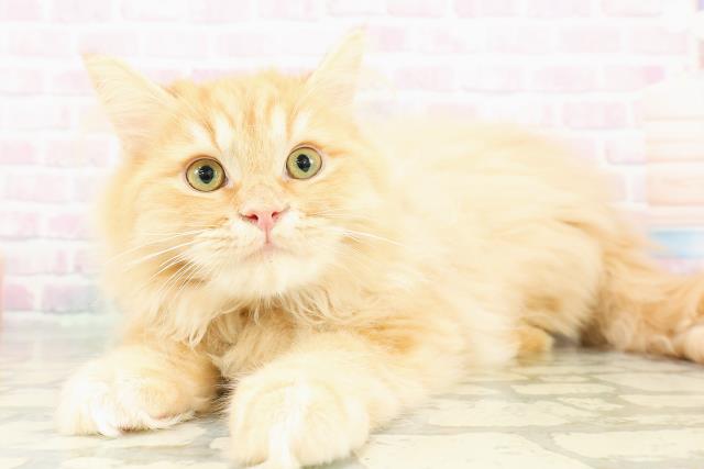 神奈川県のサイベリアン (Coo&RIKUパウ川崎店/2025年12月15日生まれ/男の子/レッドタビー)の子猫の2枚目の画像
