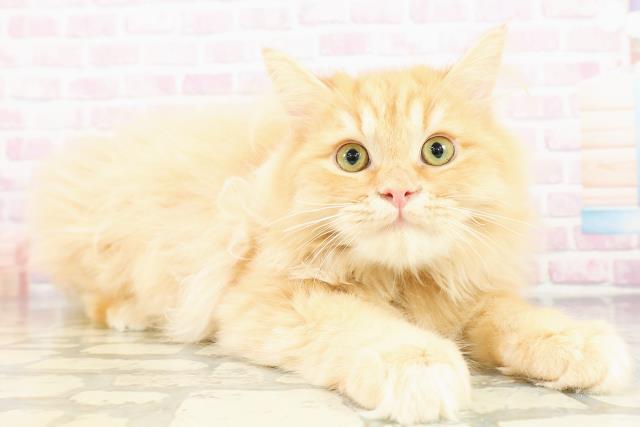 神奈川県のサイベリアン (Coo&RIKUパウ川崎店/2025年12月15日生まれ/男の子/レッドタビー)の子猫の3枚目の画像