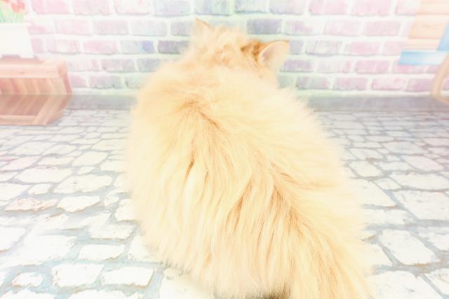 神奈川県のサイベリアン (Coo&RIKUパウ川崎店/2025年12月15日生まれ/男の子/レッドタビー)の子猫の4枚目の画像