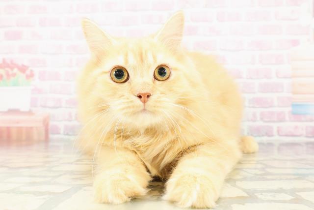 神奈川県のサイベリアン (Coo&RIKU横須賀店/2025年10月10日生まれ/男の子/レッドタビー)の子猫の1枚目の画像