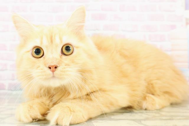 神奈川県のサイベリアン (Coo&RIKU横須賀店/2025年10月10日生まれ/男の子/レッドタビー)の子猫の2枚目の画像