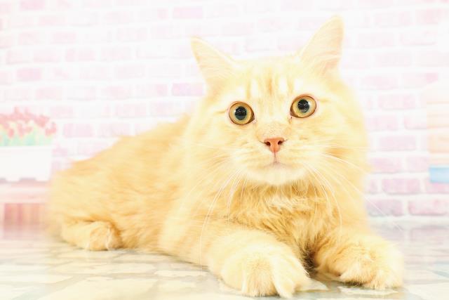 神奈川県のサイベリアン (Coo&RIKU横須賀店/2025年10月10日生まれ/男の子/レッドタビー)の子猫の3枚目の画像