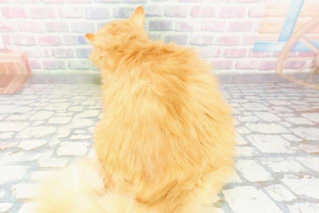神奈川県のサイベリアン (Coo&RIKU横須賀店/2025年10月10日生まれ/男の子/レッドタビー)の子猫の4枚目の画像