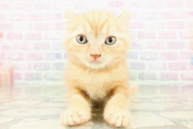 埼玉県のアメリカンカール (Coo&RIKU春日部店/2026年3月7日生まれ/男の子/レッドタビー)の子猫