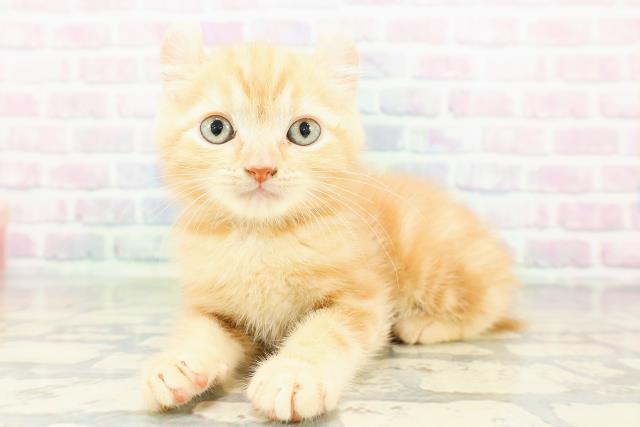 埼玉県のアメリカンカール (Coo&RIKU春日部店/2026年3月7日生まれ/男の子/レッドタビー)の子猫の2枚目の画像