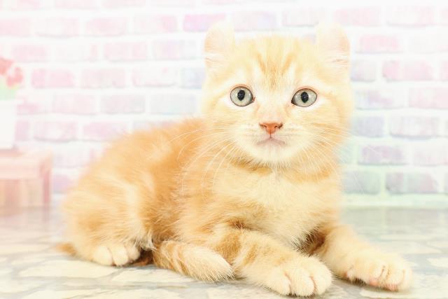 埼玉県のアメリカンカール (Coo&RIKU春日部店/2026年3月7日生まれ/男の子/レッドタビー)の子猫の3枚目の画像