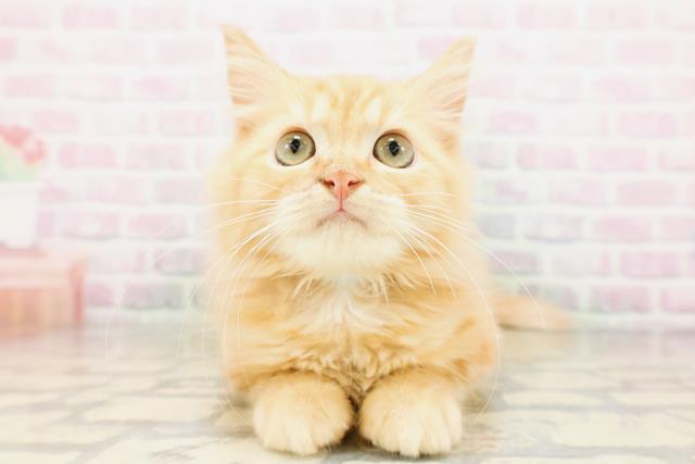 埼玉県のアメリカンカール (Coo&RIKU所沢店/2026年3月7日生まれ/男の子/レッドタビー)の子猫の1枚目の画像