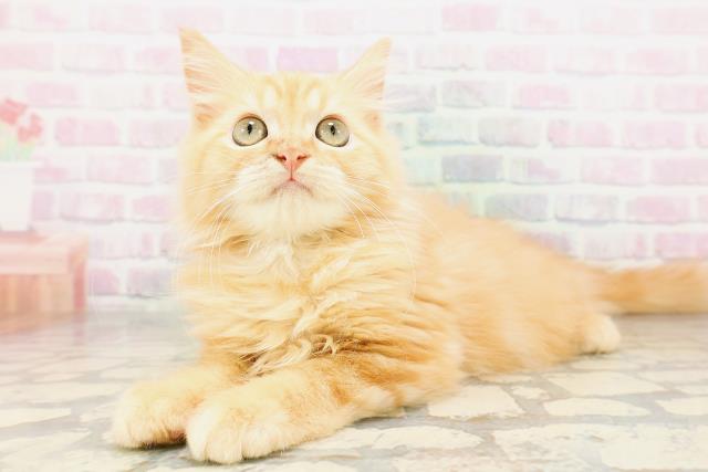 埼玉県のアメリカンカール (Coo&RIKU所沢店/2026年3月7日生まれ/男の子/レッドタビー)の子猫の2枚目の画像