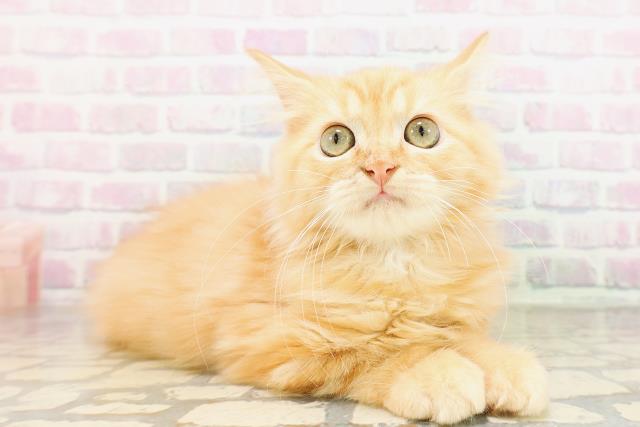 埼玉県のアメリカンカール (Coo&RIKU所沢店/2026年3月7日生まれ/男の子/レッドタビー)の子猫の3枚目の画像