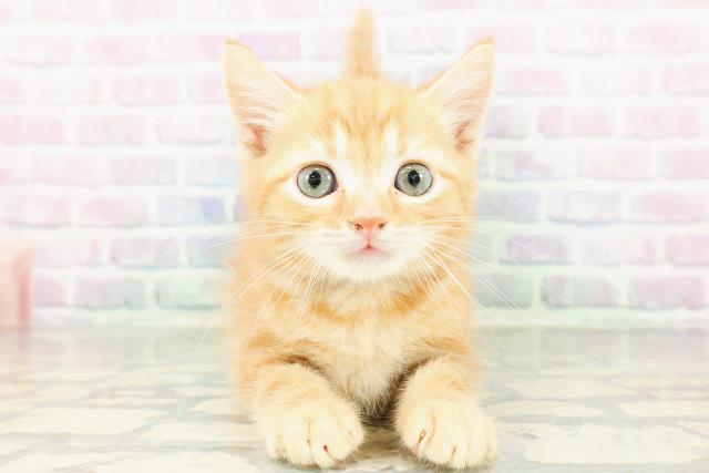 神奈川県のアメリカンカール (Coo&RIKUパウ川崎店/2026年3月7日生まれ/男の子/レッドタビー)の子猫の1枚目の画像